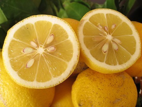体が喜ぶ♬自然農法　SUN2レモン（農薬・肥料不使用）　3ｋｇ
