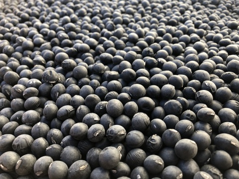 【令和7年産】自然栽培「丹波種黒大豆」200グラム（静岡県産）