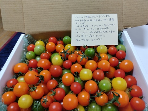 宝石のような輝き！カラフルミニトマト