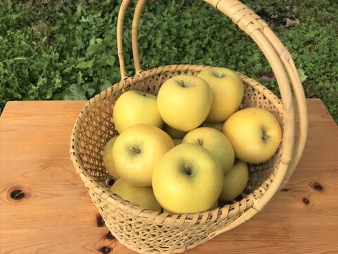 太陽の恵みをたっぷり受けた葉とらずりんご「シナノゴールド」５キロ