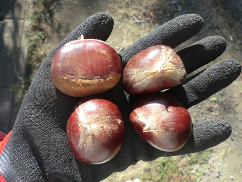 【栗の王様 特大粒 利平栗 】希少で人気の　利平栗　農薬不使用 　900g