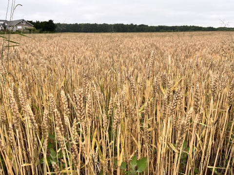きたほなみ900g　オーガニック（有機）玄小麦2025年産　※小麦粉じゃありません