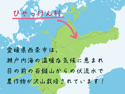 農家直送✅セレベス(赤目芋)の里芋🎁2kg M~LLサイズ(大きめの里芋❗️
