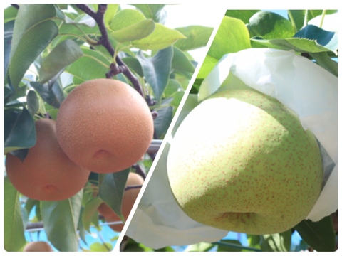 旬の梨BOX🍐【豊水＆かおり】3kg（5玉）【家庭用】