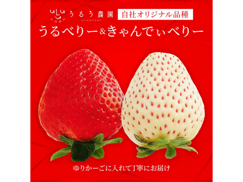 【予約販売 2026年11月下旬～順次発送】うるう農園オリジナル品種 真っ赤な【うるべりー】× 希少な白いちご【きゃんでぃべりー】220g×8パック