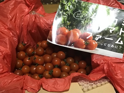 【パクッとおやつ感覚！】フルーツミニトマトあぽろん  1kg