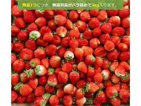 生食できる夏イチゴ 6月～11月発送 無選別 規格外 全サイズ混合 バラ詰め 秋田県産 ジャム・ソース用 なつあかり 夏のしずく 3kg