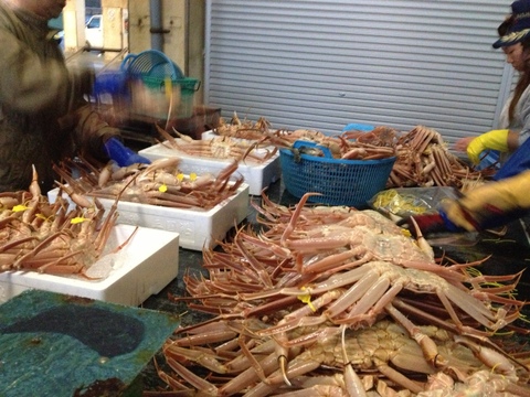 ⭐️ついに販売開始‼️宮内庁御用達の三国港の【越前蟹】冬の王者ブランドの黄色のタグ
※蟹では日本で初めての水産省の地理的表示G1認定の表示、
歴史・格式・品質保証が揃った一杯［茹で蟹]　数量限定、