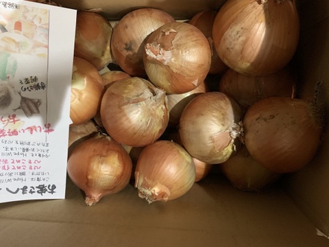 玉ねぎ6kg🅱️🧅淡路島極熟玉葱　シャーロットオニオン　玉ねぎ大国淡路島からのたまねぎ