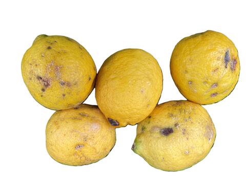 【訳あり】香り爽やか❗安心して使えるレモン栽培期間中農薬不使用2ｋｇ