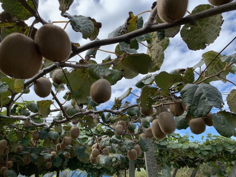農薬不使用キウイフルーツMサイズ　18個(約1.9kg)