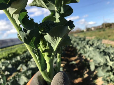 【茎も美味しい！】スティックブロッコリー