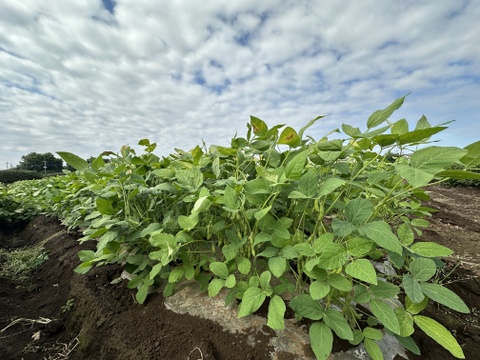 ⚠️今季ラスト⚠️🎵やめられない、止まらない、枝豆🫛🎵
【不揃い品】大人のおつまみに‼️お子様のおやつに‼️
良質なタンパク質や、鉄分が豊富なため夏バテ対策にもおすすめ🌟
