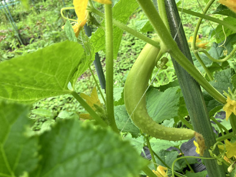 【野菜が美味ければポタージュも美味い！】ミントが香る、きゅうりと塩麹のギリシャ風冷製ポタージュ