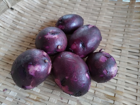 タワラマゼラン（箱込10kg）