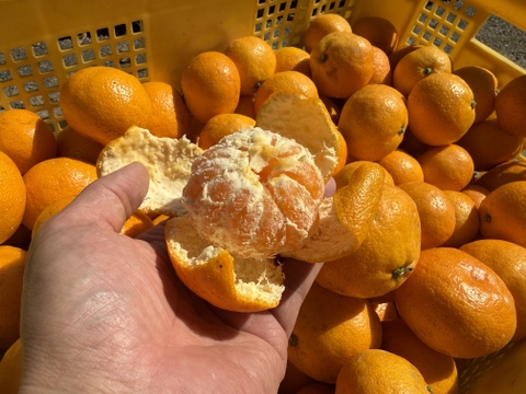 和歌山県産　完熟ゆら早生　(10kg)