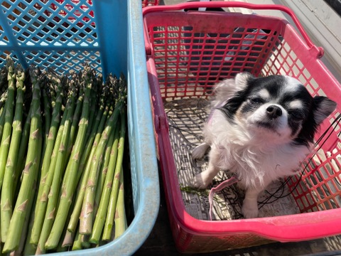 甘みたっぷり！旬の露地グリーンアスパラ（M～2L混）1.6㎏【北海道共和町産】【母の日ギフト】