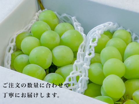【はじける香り！甘ジューシー】南アルプス産＜大粒大房＞シャインマスカット２房