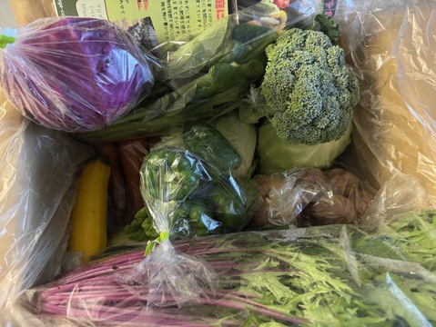 【10日分の野菜！】旬の野菜セット9～12品【農薬・化学肥料不使用】
