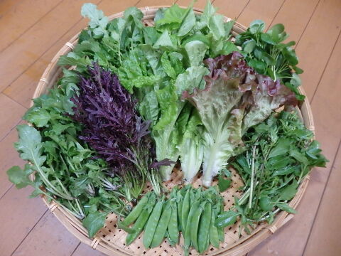 【自然栽培】高原の野菜セットS（7〜8品目）