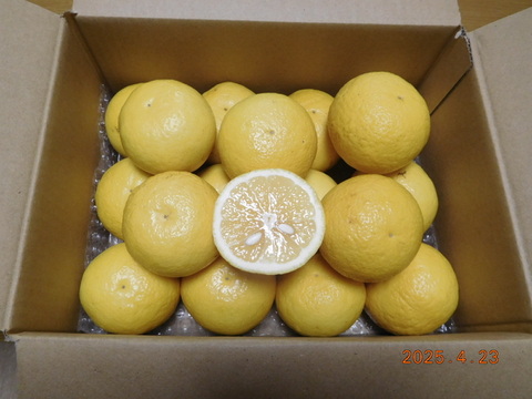 🍊　初夏の爽やかな味わい！『伊豆特産ﾆｭｰｻﾏｰｵﾚﾝｼﾞ』　　　　☆新企画/Sｻｲｽﾞ・おてごろ少量プラン                  
    ご家庭・ご贈答に！　　/　約 2.0㎏