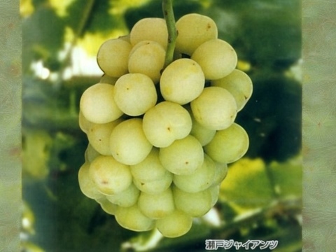 瀬戸ジャイアンツ – 皮ごと食べれる、極上の味わい