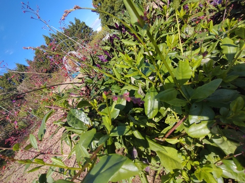三時草 ハゼラン ☆味はまるでホウレンソウ🌿５束のお届け🌿（ランと名前がついてますがラン科ではありません）