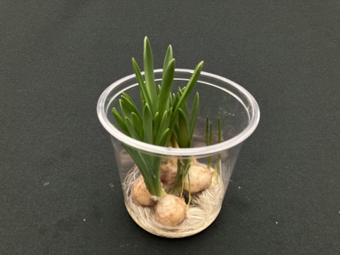 可愛らしいムスカリ紫６球 透明クリアカップ入【期間限定】