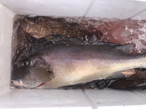 【活き締め】コロダイ4kg〜5kg 刺身用