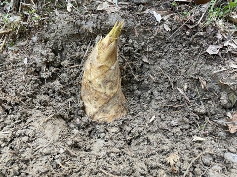 【自然栽培】京都 山城のたけのこ（２㎏）