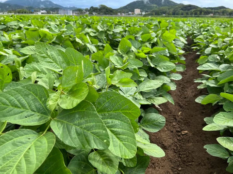 【自然栽培】農薬・肥料不使用の山田錦からできた　お味噌 500g