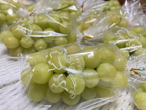 【冬ギフト】【御歳暮】【クリスマス】「シャインマスカット」　　1房約450g 2房入り　熨斗対応可