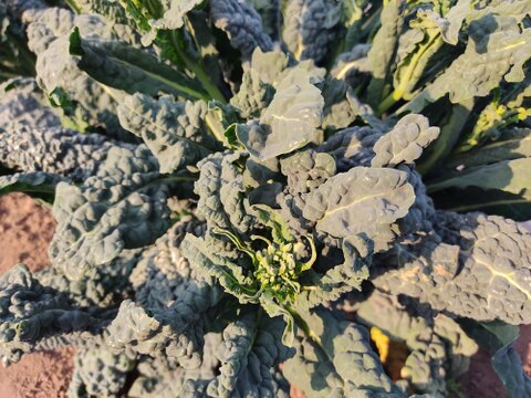 ✨【激レア】【今だけ限定】イタリアの黒い宝石“ベビーネロ”約200g｜農薬・化成肥料不使用✨