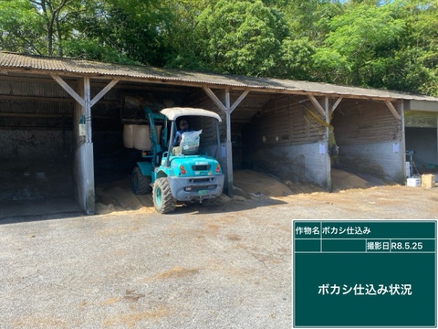 河内晩柑　(ご家庭用３kg)