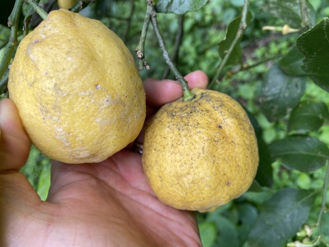 訳あり瀬戸内海の島レモン（農薬・除草剤・化学肥料不使用）1kg