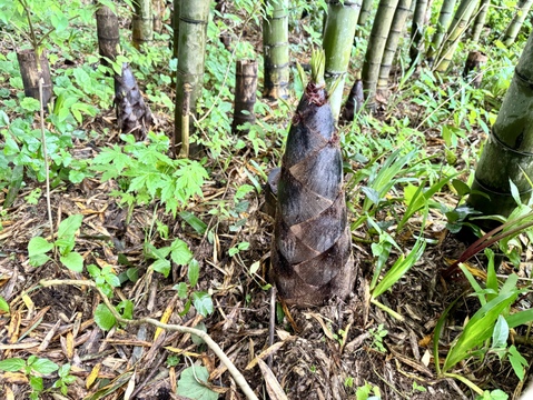 【山形産】天然・孟宗筍（4kg）孟宗竹のタケノコ・たけのこ・竹の子 - 山形県酒田市八幡地域の里山・大沢産の山菜