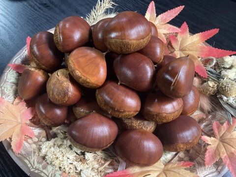 ☆丹波栗　中生 「銀寄」 希少4Lサイズ 約1kg（本州のみ）