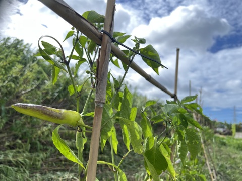 自然農 野菜セット🍀【農薬･肥料･ビニールマルチ不使用／固定種】