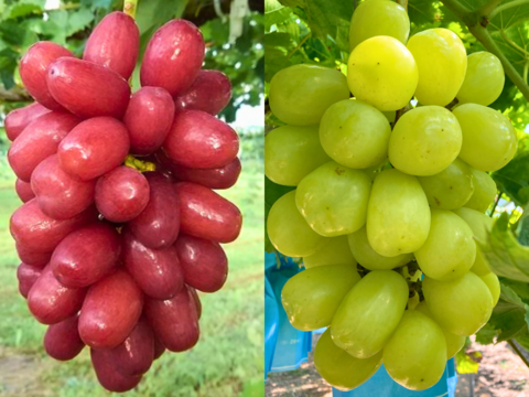 【彩りセット】クイーンセブン＋雄宝のセット