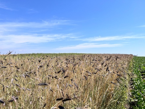 【小麦の祖先？】有機古代小麦 ブラックエンマー玄麦 900g 2025年産  北海道 十勝 ほんべつ産   ※小麦粉じゃありません