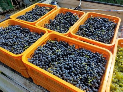 長野ワイン「HOSHIKUSO 2023」 750ml