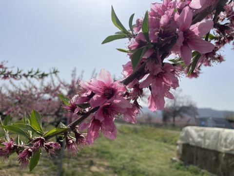 【贈答用】いまや希少品種！「川中島白鳳」3㎏（8～11玉）