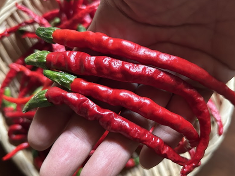 愛知県 豊田市旭産 赤唐辛子 日光唐辛子（乾燥） 40g