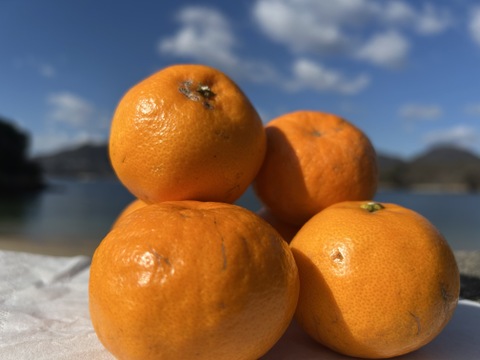 【予約 訳ｱﾘ小玉！】🍊高糖度 果肉プリプリ♪甘みと香り豊かな はるみ ５kg【数量限定／果汁じゅわっ】短い旬に楽しむ特別柑橘！