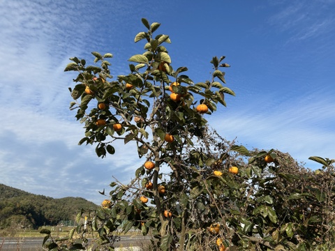 タンポポ農園の甘い太秋柿