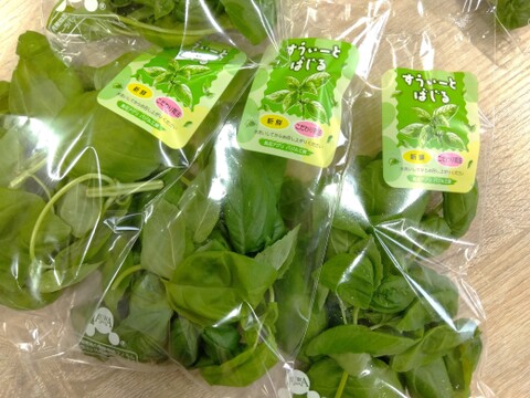 【工場直送！】埼玉県産フレッシュバジル500ｇ(15ｇ×35袋)