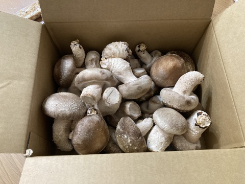 自社厳選❗❗こだわり極旨しいたけ✨【800g】