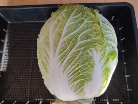 ✨農薬・化成肥料不使用の新鮮白菜「魂の白菜」約4㎏✨