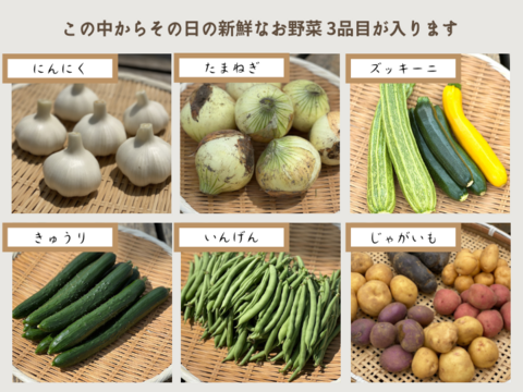 60サイズにいっぱいの新鮮朝どれ"季節の野菜セット"３品目!!鮮度も味も抜群!!