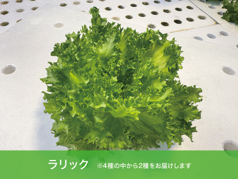 【農薬化学肥料不使用】つなぐファーム厳選おすすめセット【2種類の野菜】　1箱8袋（2種類×4袋）（1袋70～90ｇ程度）